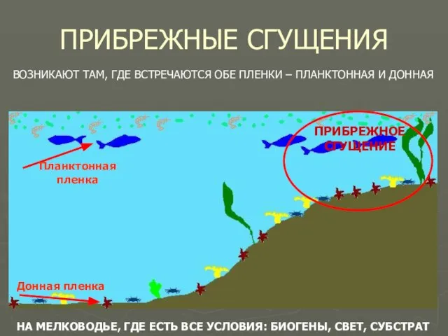 ПРИБРЕЖНЫЕ СГУЩЕНИЯ ВОЗНИКАЮТ ТАМ, ГДЕ ВСТРЕЧАЮТСЯ ОБЕ ПЛЕНКИ – ПЛАНКТОННАЯ И ДОННАЯ