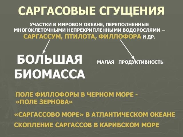 САРГАСОВЫЕ СГУЩЕНИЯ УЧАСТКИ В МИРОВОМ ОКЕАНЕ, ПЕРЕПОЛНЕННЫЕ МНОГОКЛЕТОЧНЫМИ НЕПРЕКРИПЛЕННЫМИ ВОДОРОСЛЯМИ – САРГАССУМ,