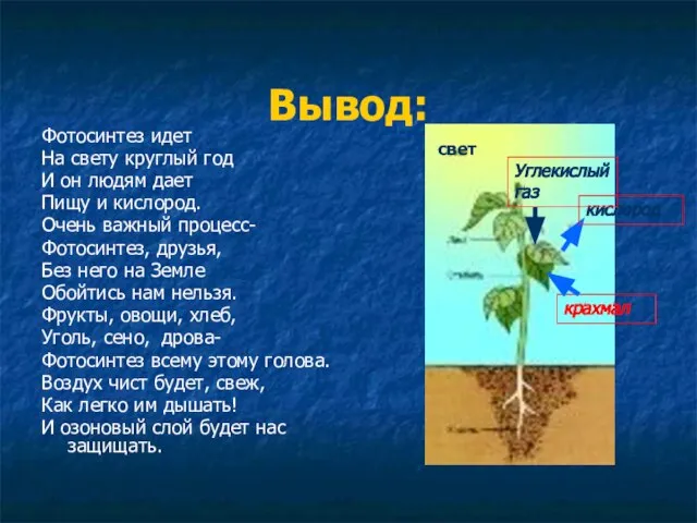 Вывод: Фотосинтез идет На свету круглый год И он людям дает Пищу