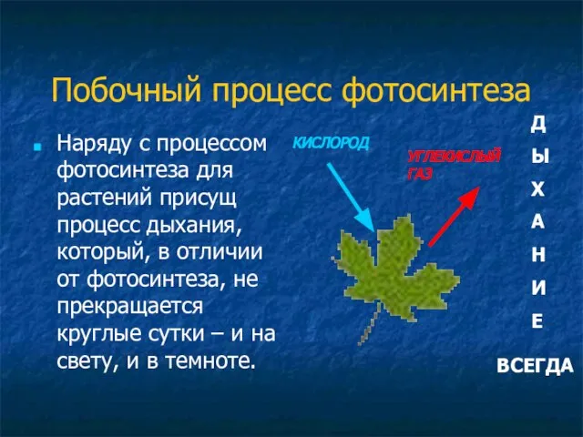 Побочный процесс фотосинтеза Наряду с процессом фотосинтеза для растений присущ процесс дыхания,