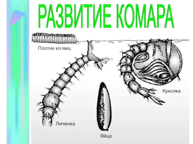 РАЗВИТИЕ КОМАРА