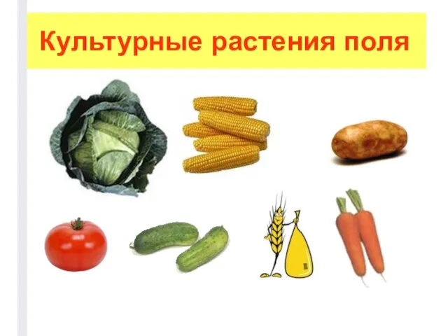 Культурные растения поля