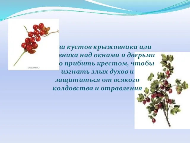 Ветви кустов крыжовника или шиповника над окнами и дверьми нужно прибить крестом,