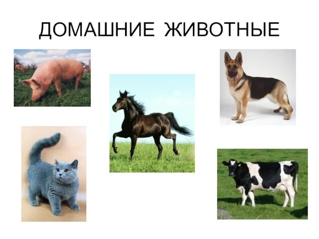 ДОМАШНИЕ ЖИВОТНЫЕ