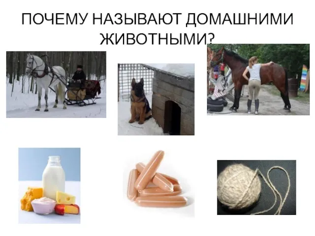 ПОЧЕМУ НАЗЫВАЮТ ДОМАШНИМИ ЖИВОТНЫМИ?