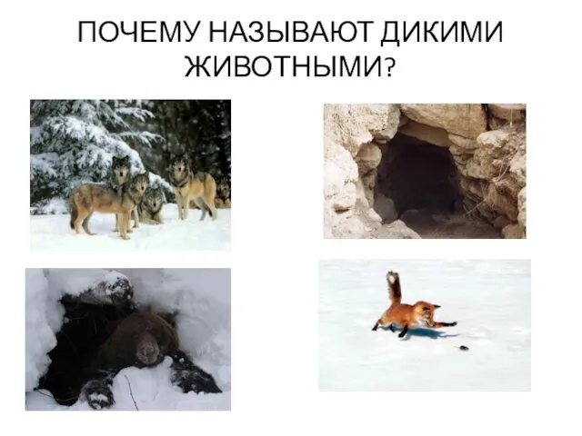 ПОЧЕМУ НАЗЫВАЮТ ДИКИМИ ЖИВОТНЫМИ?