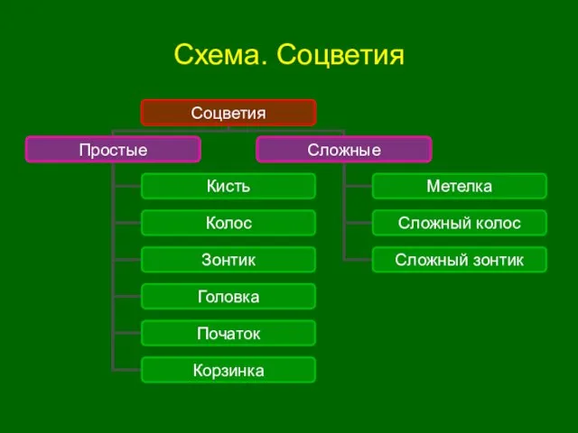 Схема. Соцветия