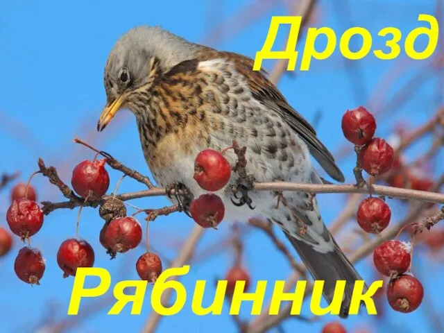 Дрозд Рябинник