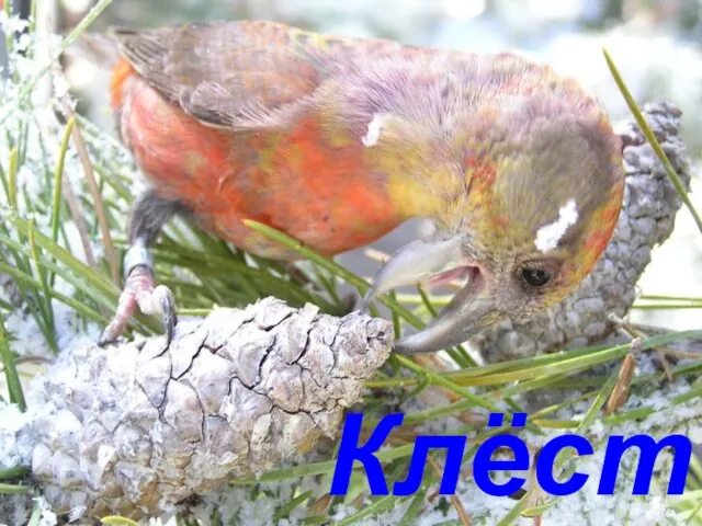 Клёст