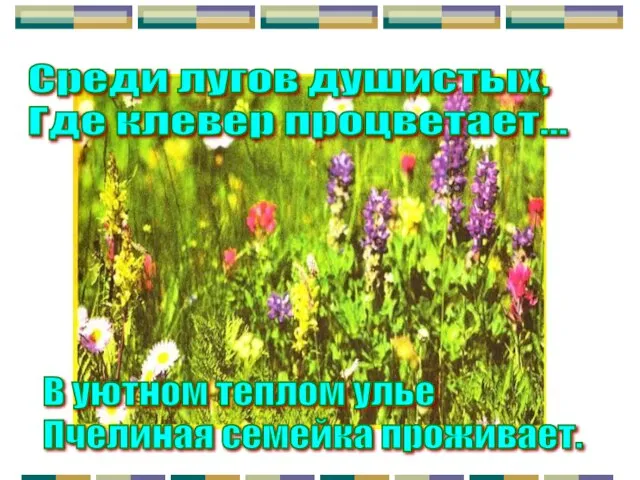 Среди лугов душистых, Где клевер процветает... В уютном теплом улье Пчелиная семейка проживает.