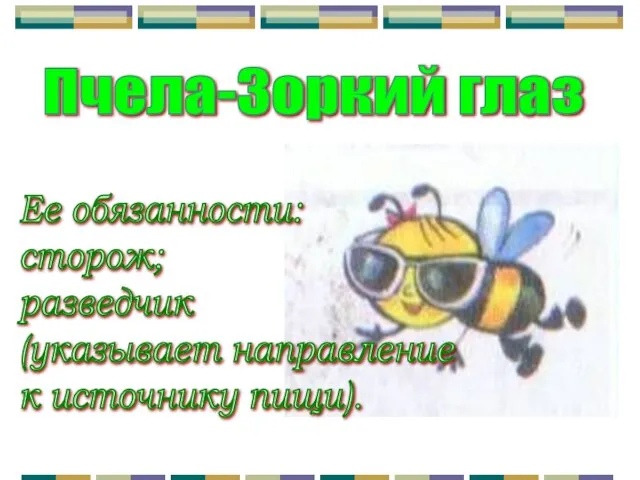 Пчела-Зоркий глаз Ее обязанности: сторож; разведчик (указывает направление к источнику пищи).