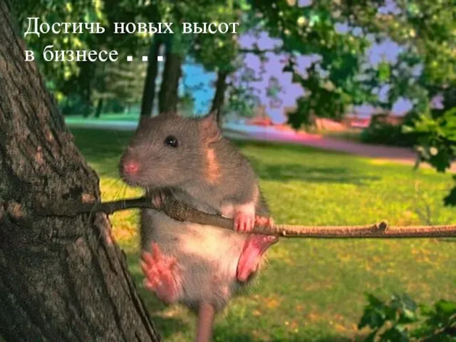 Достичь новых высот в бизнесе . . .