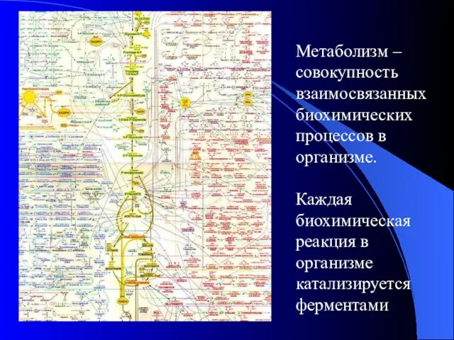 Метаболизм – совокупность взаимосвязанных биохимических процессов в организме. Каждая биохимическая реакция в организме катализируется ферментами