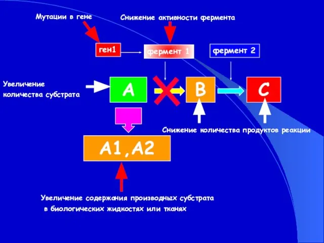 Снижение активности фермента А В С А1,А2 фермент 1 фермент 2 ген1