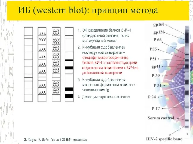 ИБ (western blot): принцип метода ЭФ разделение белков ВИЧ-1 (стандартный реагент) по