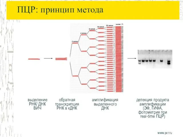 ПЦР: принцип метода www.pcr.ru