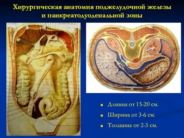 Хирургическая анатомия поджелудочной железы и панкреатодуоденальной зоны Длинна от 15-20 см. Ширина