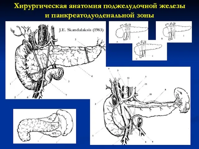 Хирургическая анатомия поджелудочной железы и панкреатодуоденальной зоны J.E. Skandalaksis (1983)