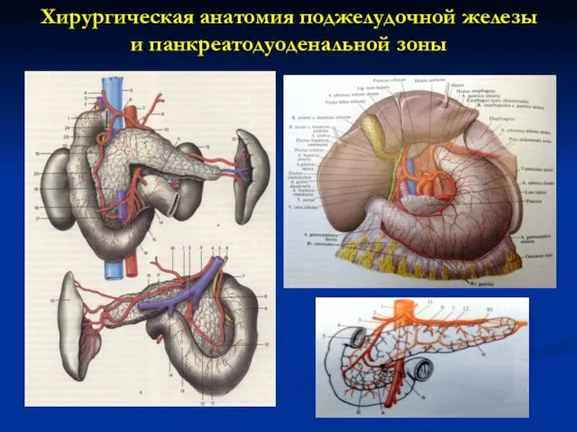 Хирургическая анатомия поджелудочной железы и панкреатодуоденальной зоны