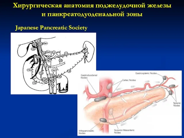 Japanese Pancreatic Society Хирургическая анатомия поджелудочной железы и панкреатодуоденальной зоны