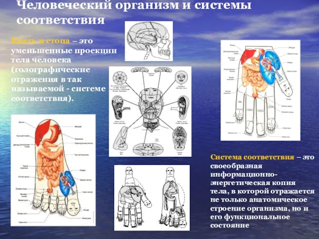 Человеческий организм и системы соответствия Кисть и стопа – это уменьшенные проекции