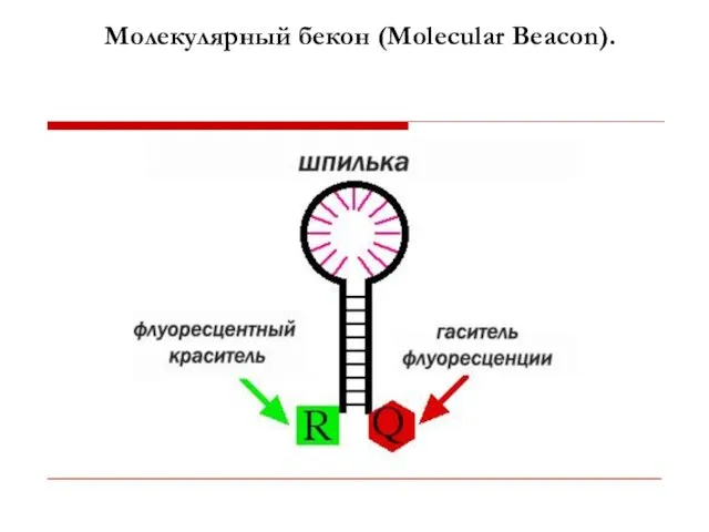 Молекулярный бекон (Molecular Beacon).