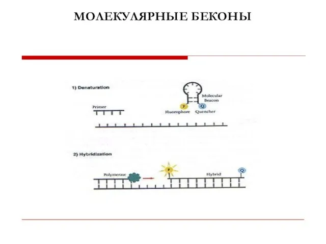 МОЛЕКУЛЯРНЫЕ БЕКОНЫ