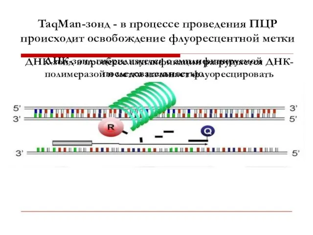 TaqMan-зонд - в процессе проведения ПЦР происходит освобождение флуоресцентной метки ДНК-зонд гибридизуется