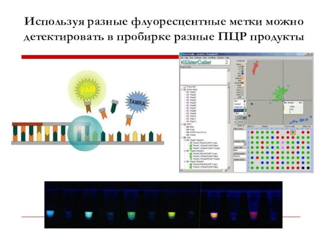 Используя разные флуоресцентные метки можно детектировать в пробирке разные ПЦР продукты