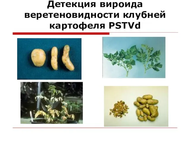 Детекция вироида веретеновидности клубней картофеля PSTVd
