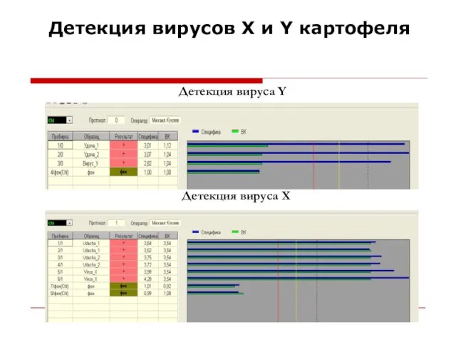 Детекция вирусов X и Y картофеля Детекция вируса Y Детекция вируса Х