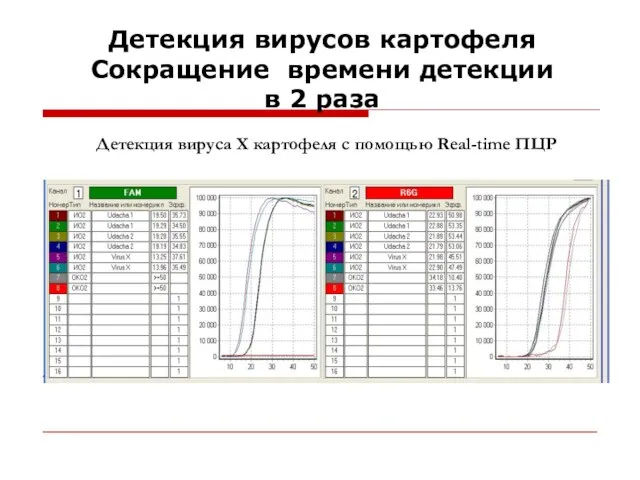 Детекция вирусов картофеля Сокращение времени детекции в 2 раза Детекция вируса Х