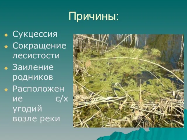 Причины: Сукцессия Сокращение лесистости Заиление родников Расположение с/х угодий возле реки