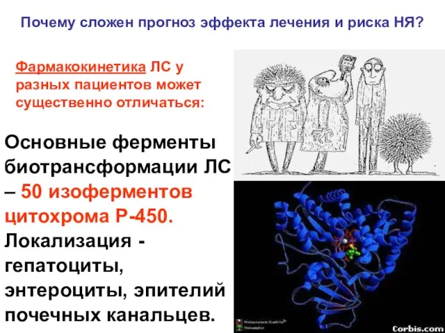 Основные ферменты биотрансформации ЛС – 50 изоферментов цитохрома Р-450. Локализация - гепатоциты,