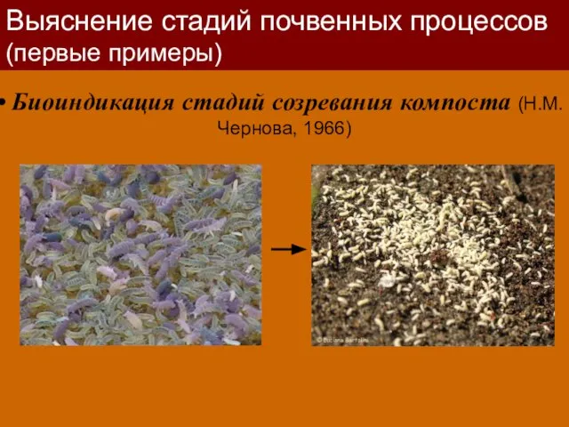 Биоиндикация стадий созревания компоста (Н.М.Чернова, 1966) Выяснение стадий почвенных пpоцессов (первые примеры)