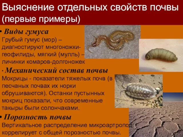 Виды гумуса Гpубый гумус (моp) – диагностируют многоножки-геофилиды, мягкий (мулль) – личинки