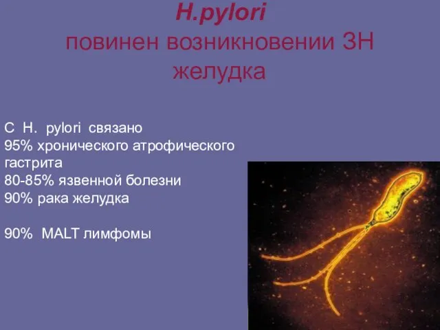 H.pylori повинен возникновении ЗН желудка С H. pylori связано 95% хронического атрофического