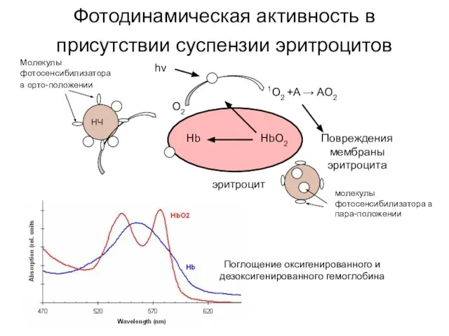 Фотодинамическая активность в присутствии суспензии эритроцитов НЧ hν 1O2 +A → AO2