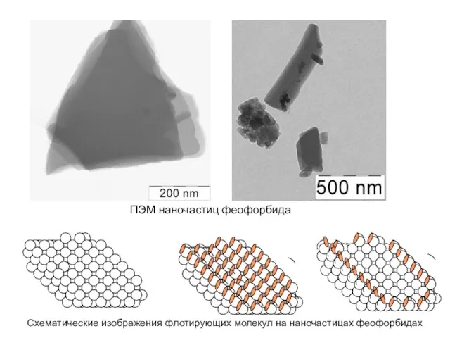 Схематические изображения флотирующих молекул на наночастицах феофорбидах ПЭМ наночастиц феофорбида