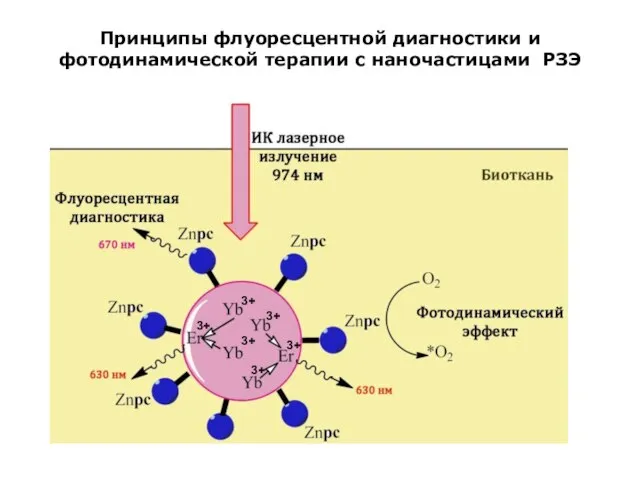 Принципы флуоресцентной диагностики и фотодинамической терапии с наночастицами РЗЭ 3+ 3+ 3+ 3+ 3+ 3+