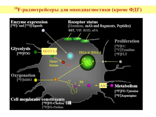 18F-радиотрейсеры для онкодиагностики (кроме ФДГ)