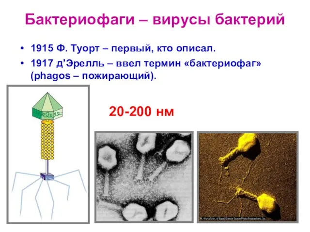 Бактериофаги – вирусы бактерий 1915 Ф. Туорт – первый, кто описал. 1917