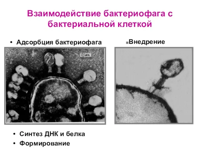 Взаимодействие бактериофага с бактериальной клеткой Адсорбция бактериофага Внедрение Синтез ДНК и белка Формирование