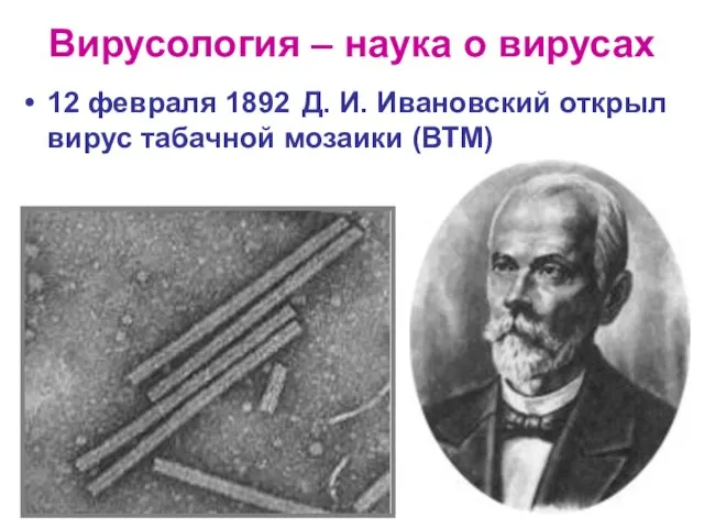 Вирусология – наука о вирусах 12 февраля 1892 Д. И. Ивановский открыл вирус табачной мозаики (ВТМ)