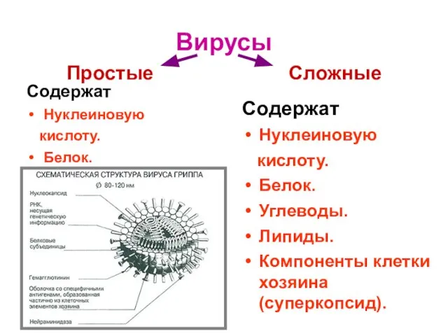 Вирусы Содержат Нуклеиновую кислоту. Белок. Простые Сложные Содержат Нуклеиновую кислоту. Белок. Углеводы.