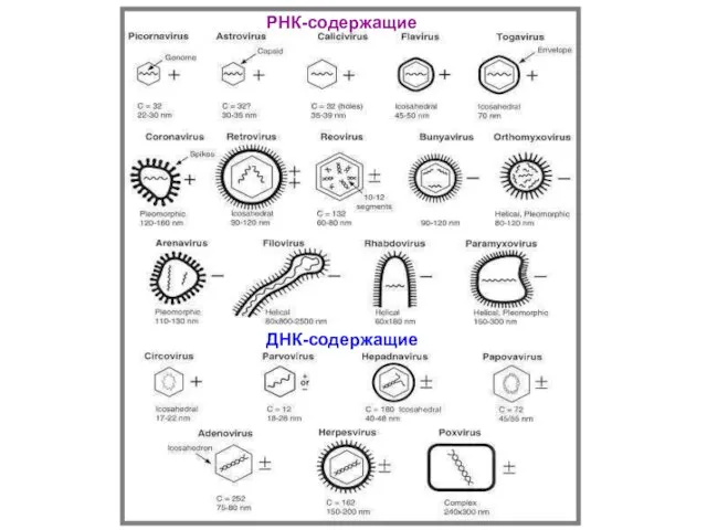 РНК-содержащие ДНК-содержащие