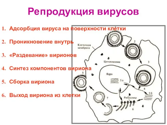 Репродукция вирусов Адсорбция вируса на поверхности клетки Проникновение внутрь «Раздевание» вирионов Синтез