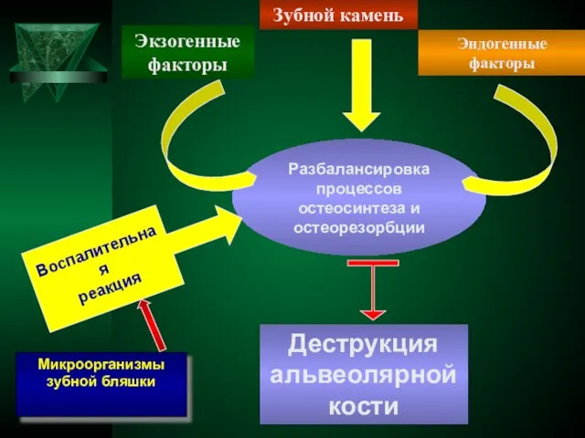 Зубной камень Экзогенные факторы Эндогенные факторы Разбалансировка процессов остеосинтеза и остеорезорбции Деструкция