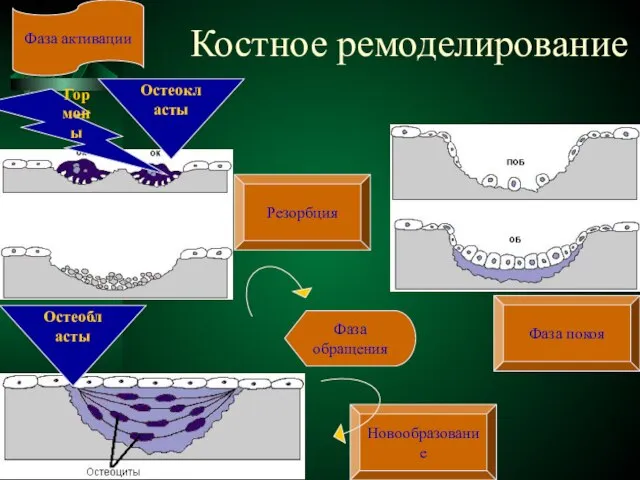 Костное ремоделирование Фаза активации Резорбция Фаза обращения Новообразование Остеокласты Остеобласты Гормоны Фаза покоя