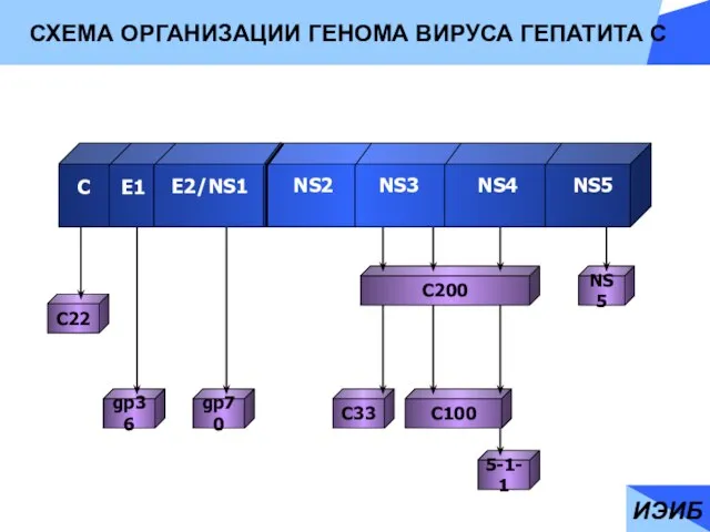 С Е1 E2/NS1 NS2 NS3 NS4 NS5 C22 gp36 gp70 C200 C33